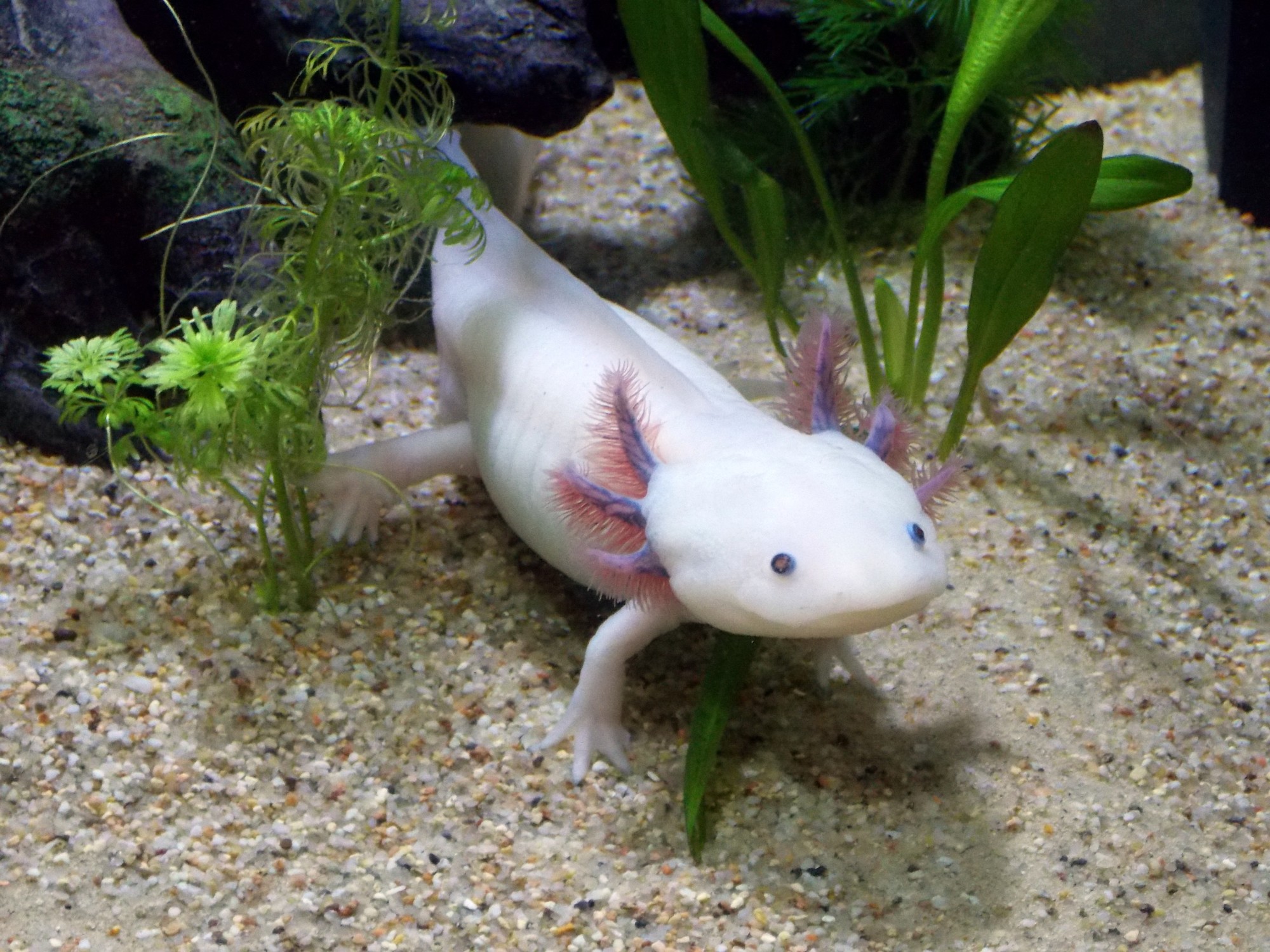 axolotl habitat